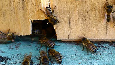 Video of bee hive