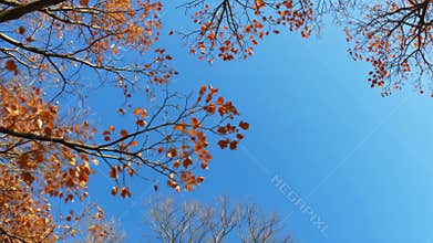 Warm Orange Autumn Leaves Against A Vivid Blue Sky Nature Outdoors Daylight