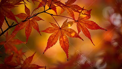 Close Up of Vibrant Red and Orange Maple Leaves with Blurred Background