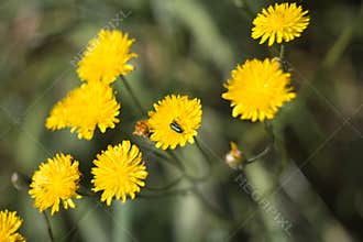 Bright yellow flowers with a beetle resting on one in a natural setting during daylight hours
