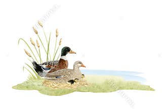 Wild ducks family with ducklings near lake watercolor illustration isolated on white. Hand drawn realistic waterfowl male and