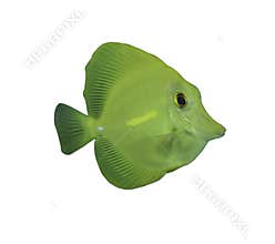 Tropical fish on white background.
