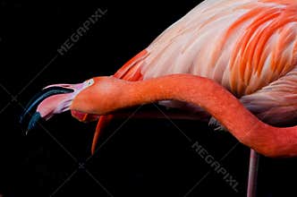 An angry flamingo