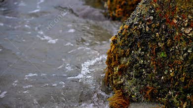 Beaten mossy rock moving with the sea water