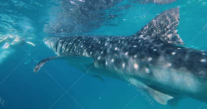 A whale shark swims towards the camera with its mouth wide open. Around the shark swims a large shoal of small fish