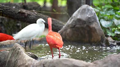 The scarlet ibis bird is swimming in the lake. It is preening its feathers and enjoying swimming.