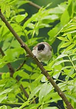 A portrait of beautiful male eurasian blackcap (Sylvia atricapilla) resting on a tree branch on cloudy, rainy afternoon