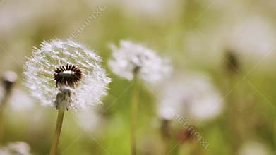 Dandelion with a small ant, nature background, spring or summer concept
