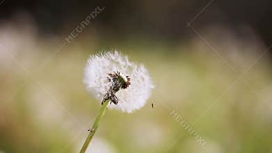 Dandelion seeds in the wind, hay fever, allergy concept