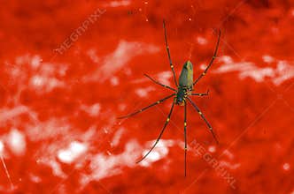 Bloody Spider