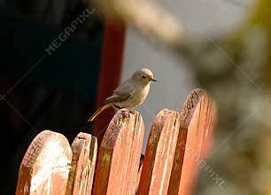 A magnificent female black redstart (Phoenicurus ochruros) resting on a top of fence on sunny day