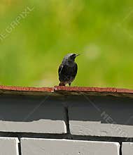 A beautiful male black redstart (Phoenicurus ochruros) resting on a top of fence