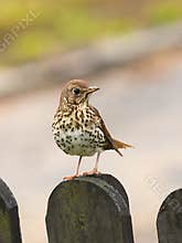 A cute song thrush (Turdus philomelos) resting on a fence on sunny afternoon