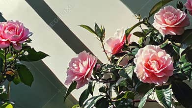 Pink Camellias in Sunlight