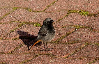 An adorable male black redstart (Phoenicurus ochruros) standing on a brick pavement