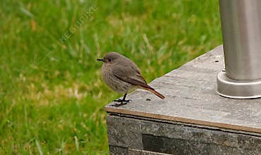 A cute female black redstart (Phoenicurus ochruros) perching on a garden lamp on cloudy day