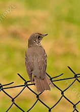 Portrait of an adorable song thrush (Turdus philomelos) perching on a fence on cloudy afternoon
