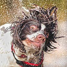 Wet dog shaking head