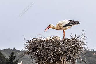 White Storks, Ciconia ciconia at Odiaxere in the Algarve region, District Faro, Portugal