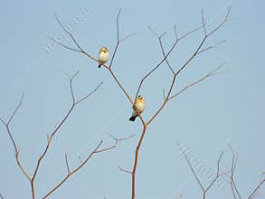 Sparrows on brances