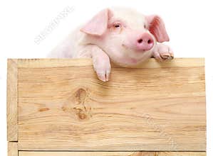 Pig with board