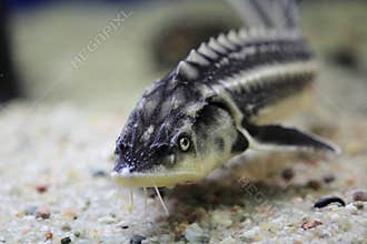 Russian sturgeon