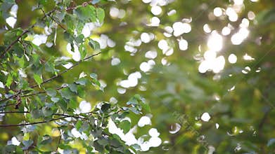 Sun through the leaves