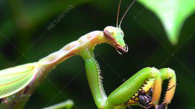 Praying Mantis Predatory Strike - Extreme Slow Motion