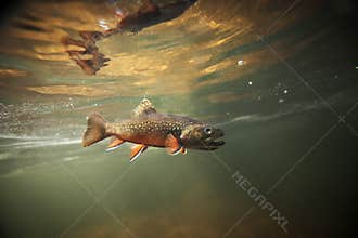 Wild Brook Trout Underwater