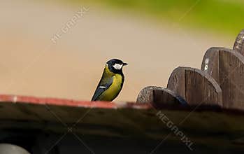 A great tit (Parus major) perching on a fence