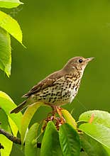 A portrait of song thrush (Turdus philomelos) perching on a branch