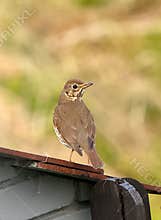 A song thrush (Turdus philomelos) perching on a fence
