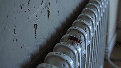 Cockroach crawling on radiator in old house