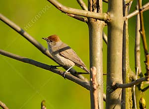 A female eurasian blackcap (Sylvia atricapilla) perching on a tree