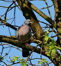 A beautiful wood pigeon (Columba palumbus) perching on a tree on sunny day