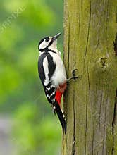 A great spotted woodpecker (Dendrocopos major) clinging on wooden pole on cloudy day