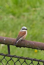 A beautiful red-backed shrike (Lanius collurio) perching on a metal fence on cloudy day