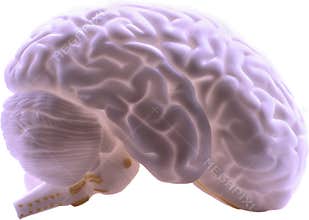 Human Brain