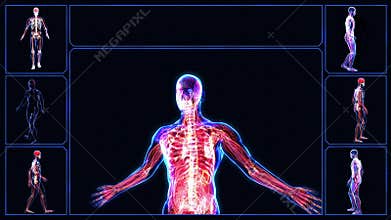 All human body systems