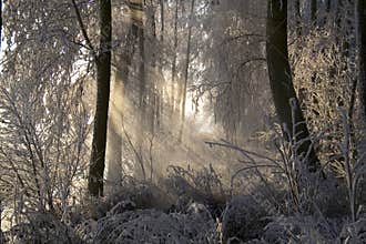 Frozen trees 1