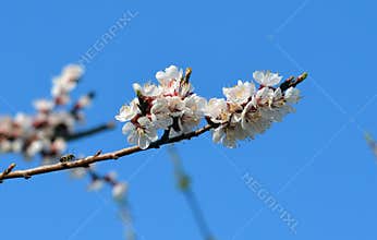 Blooming cherrybranch