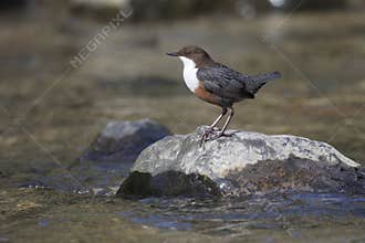 Dipper, Cinclus cinclus,