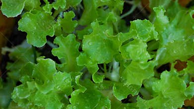 lettuce leaves photographed from above with fresh green leaves and a little rainwater residue