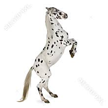 Appaloosa horse