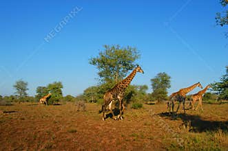 Giraffes