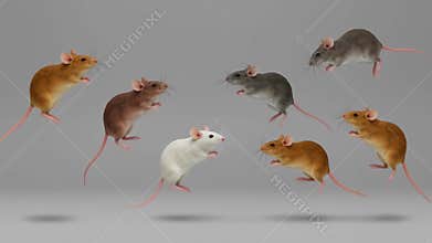 Playful mice in midair dance with shadow progression across the frames