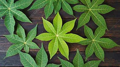 Fresh green cassava leaves arranged on rustic wooden table