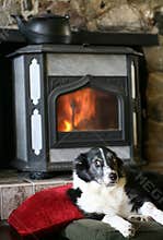 Border Collie by Woodstove