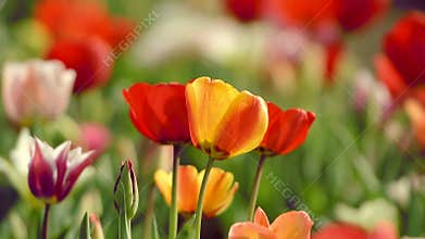 Beautiful tulips in field near Amsterdam