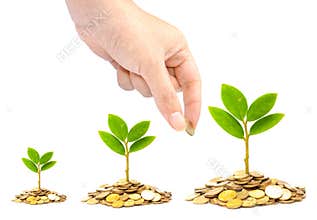 Trees growing on coins